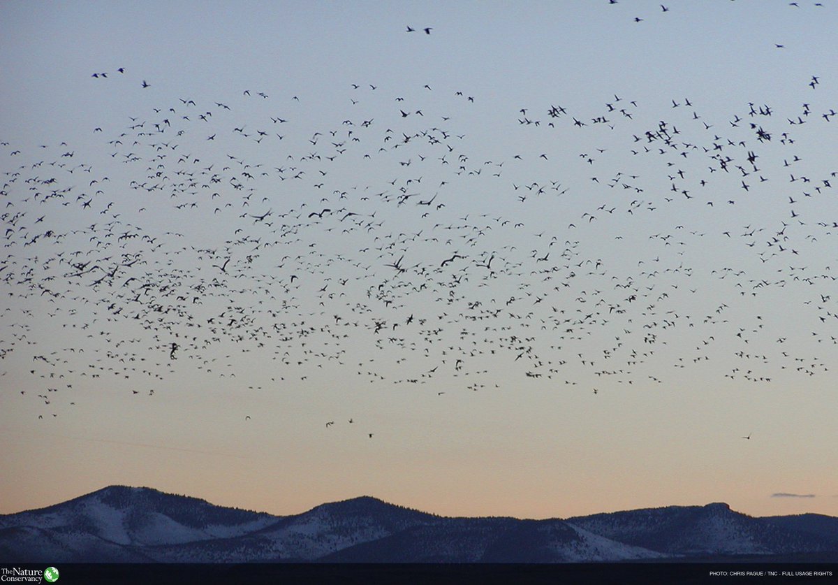 Today is a day to recognize how incredible migratory birds are. Against all odds they successfully traverse the farthest corners of the globe. 

And they remind us that protecting our natural world requires cooperation well beyond any nation's border. #MigratoryBirdDay