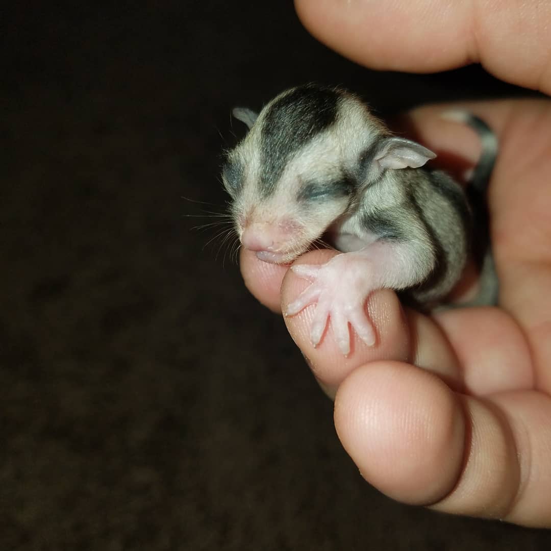 MidExoPets's tweet image. 