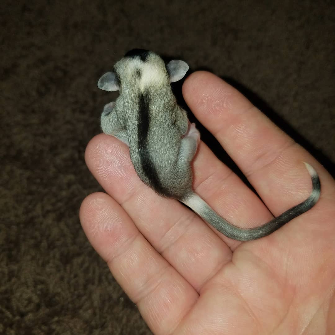 MidExoPets's tweet image. 