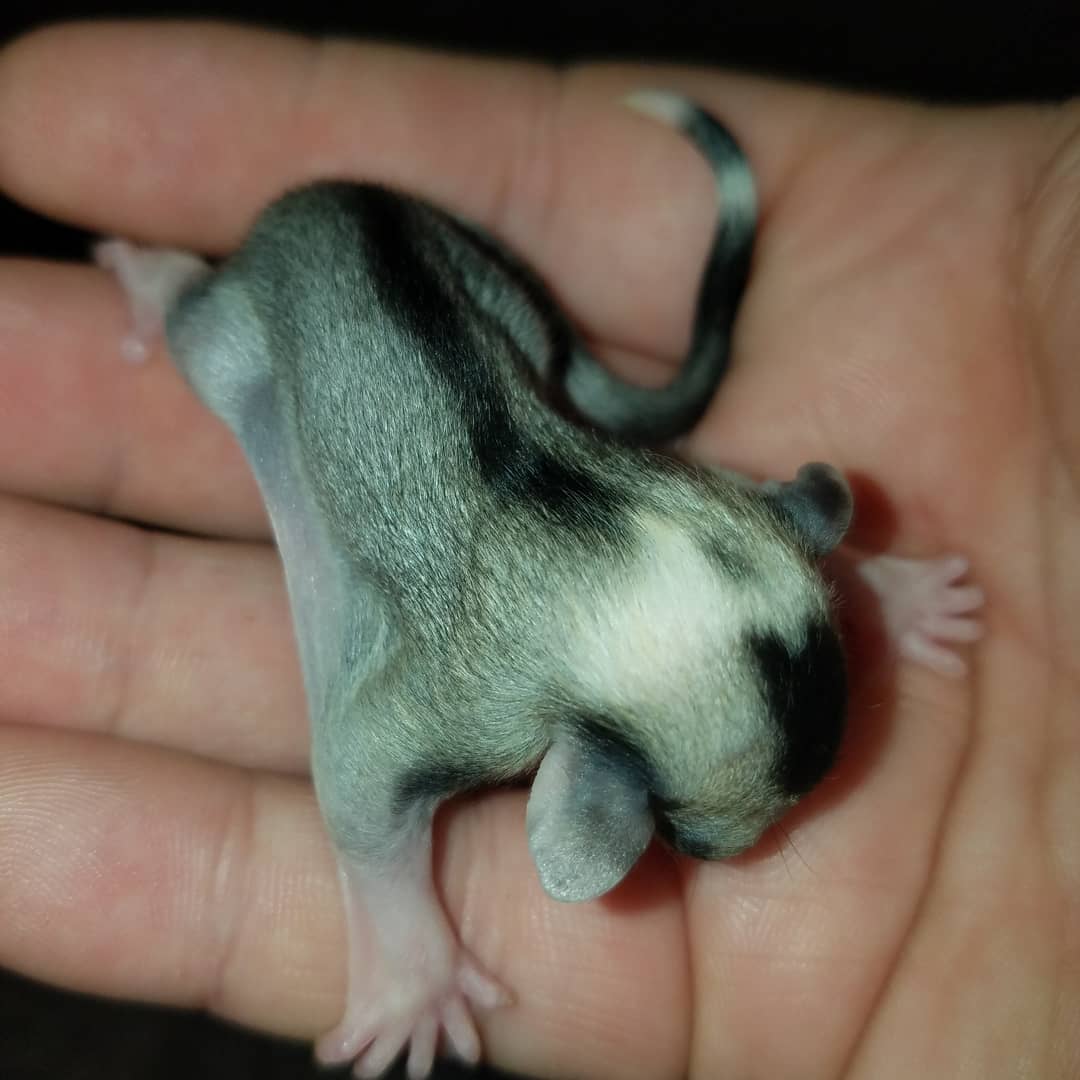 MidExoPets's tweet image. 