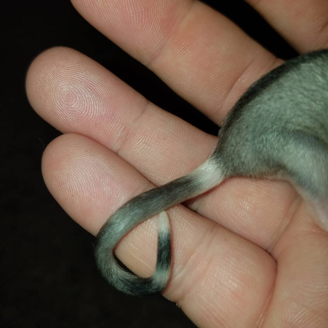 MidExoPets's tweet image. 