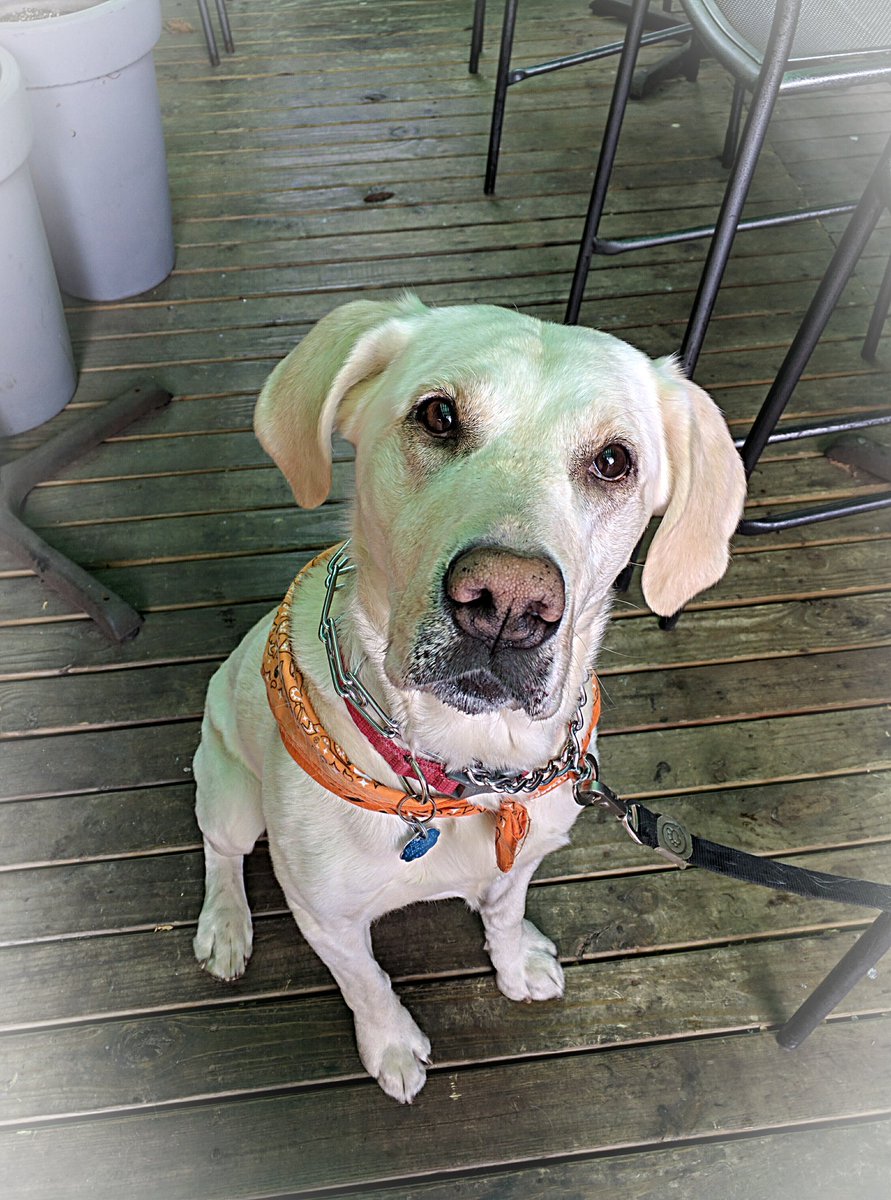 Muddy Pig tweet media