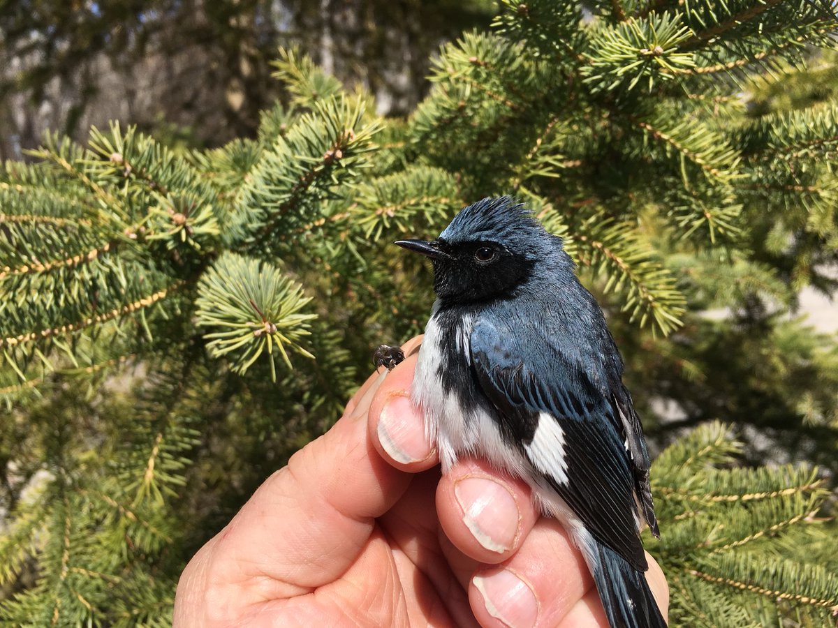 HilliardtonMREC's tweet photo. Hilliardton marsh spring banding  early black throated blue also first common yellow throat  berry and least flycatcher https://t.co/E5ACm14hap