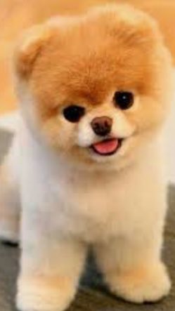 Kiki 37 Trop Chou Bebe Chiot