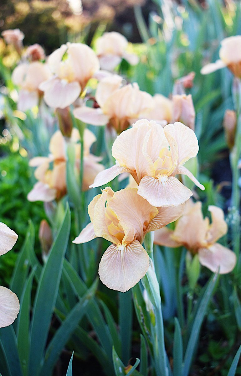 lorepatterson's tweet image. Into the Garden... spring flowering Iris and geums #Horticulture #gardens #Garden #Gardenphotography