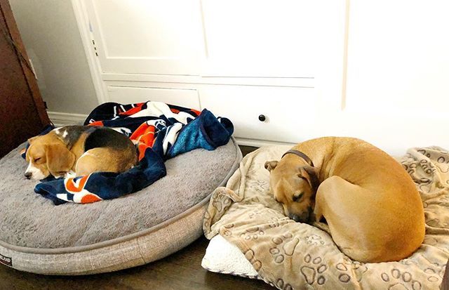 averythebeagle's tweet photo. Nap time 😴 🐾🐶
*
*
#😴 #naptime #saturday #avery_the_beagle #sleepy #dogsofinstagram #dog #puppy #beagle #tricolorbeagle #instagram #cute #adorable #puppies #losangeles #instagramdogs #beaglesofig #igs #dogsofla https://t.co/spT81Qq09R https://t.co/NM35wYoSZn