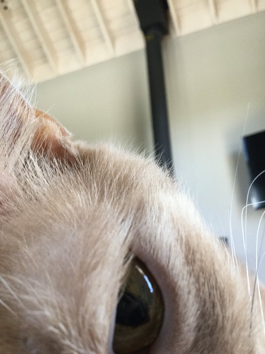 KalenAnderson's tweet photo. Some really close snuggling is going on here #catsofedmonton https://t.co/4nPxxIEBqO