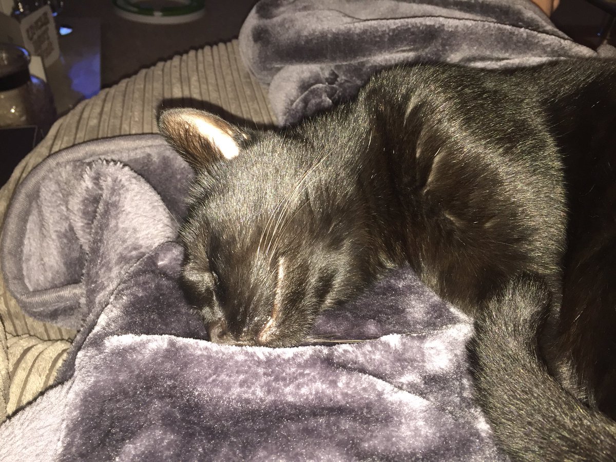 LovesShoes2012's tweet photo. Eurovision is exhausting for some. #eurovision #furrybaby https://t.co/DbDJQu62Oz