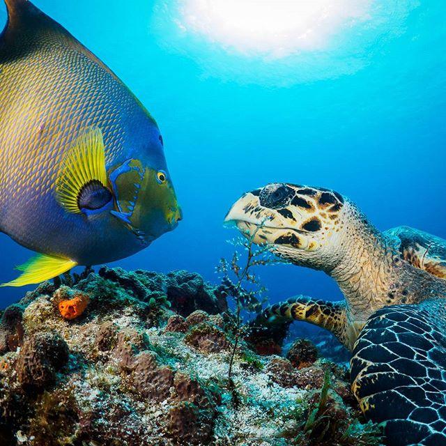 PADI's tweet photo. Wonder what these two are thinking? 🤔📷: @aberolick https://t.co/PxSSrs8Ixj