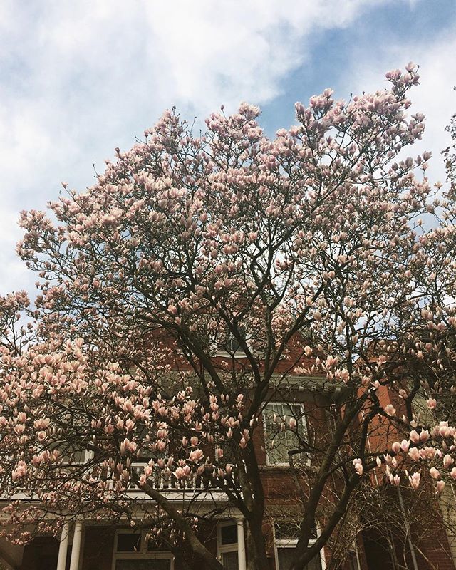 biztaskguru's tweet image. This is one stunning and big old magnolia. Glory be to spring! #nevertoomuchspring #lovemothernature #joyofspring #natureismychurch ift.tt/2rCkLpm