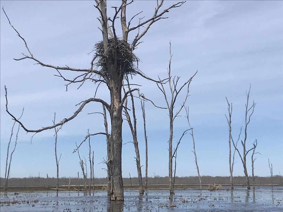 ChrisSamis1's tweet image. Great paddle through the #MinesingWetlands #NVCA today.   Thx @freespirittours.