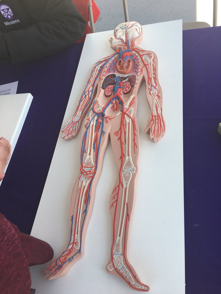 DrAlisonAllan's tweet photo. Busy day and amazing job by ~300 @WesternU volunteers for this yearโs Science Rendezvous. Thank you....so much fun!! #SciRen #livethescience @westernuACB @SchulichMedDent @MAofLondon https://t.co/ByrXtzN9Pn