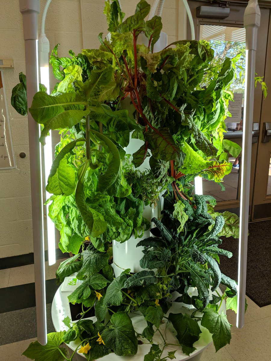 techyteachhaugh's tweet photo. Cannot believe how these plants grow on our @TowerGarden! Look at those beautiful Swiss Chard leaves! Check out our cucumber plants... Do you see that cucumber growing?! 😍 @SPriceVES @bluedevilabbott @FSNEnate @s_wyzga #VESTERPS #MDSnapEd #FSNE https://t.co/kjaryVudQn