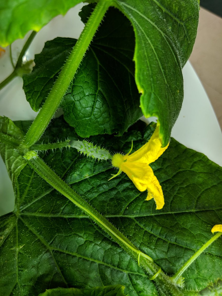 techyteachhaugh's tweet photo. Cannot believe how these plants grow on our @TowerGarden! Look at those beautiful Swiss Chard leaves! Check out our cucumber plants... Do you see that cucumber growing?! 😍 @SPriceVES @bluedevilabbott @FSNEnate @s_wyzga #VESTERPS #MDSnapEd #FSNE https://t.co/kjaryVudQn