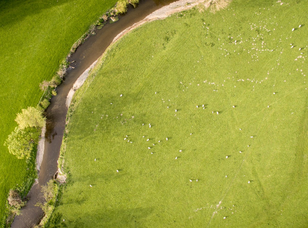 AirFlicks's tweet photo. Sheep https://t.co/zuSU4vIoWI