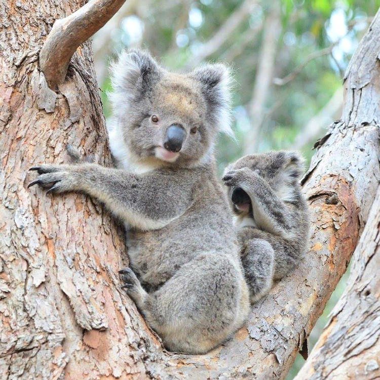 Australia's tweet photo. Mums can be embarrassing sometimes, but we wouldn't change them for all the money (or the gum leaves!) in the world 😘 Happy #MothersDay! (Photos: @NikkiRedmanKI in @southaustralia) #seeaustralia https://t.co/u2qp3pNpyT