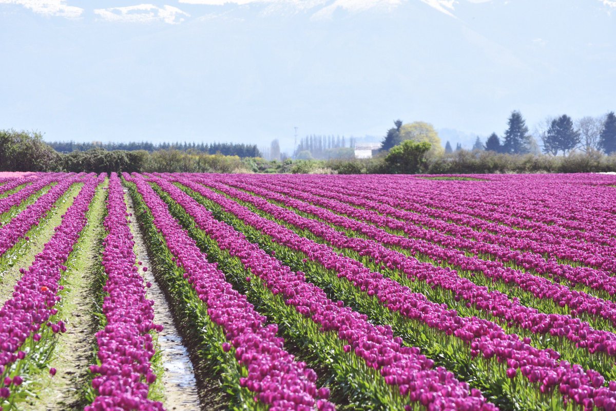 lorepatterson's tweet image. A highlight this spring.....
spending time in the fields of blooming tulips, in the skagit valley of Washington state. #flowerfarm #garden #gardens #horticulture #Tourism #Flowers #flowerfield #washingtonstate