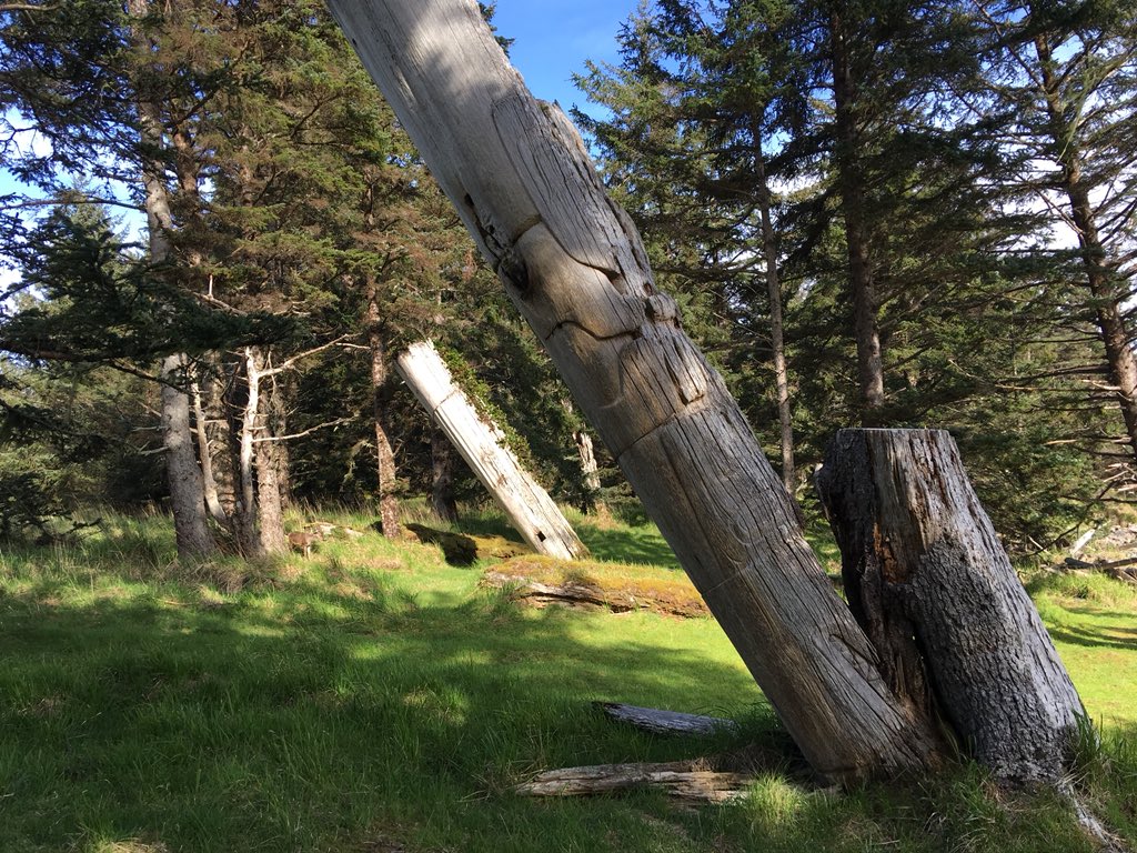 Vendram1n's tweet photo. Mortuary Poles at ancient #Haida village K’uuna Gwaii. Remnants of a thriving&amp;powerful society. Decimated by contact w/Europeans, #HaidaNation rises again, working 2 bring taken  artifacts&amp;remains of ancestors, to their traditional home from museums around the world #HaidaGwaii https://t.co/deUhQ8MIvL