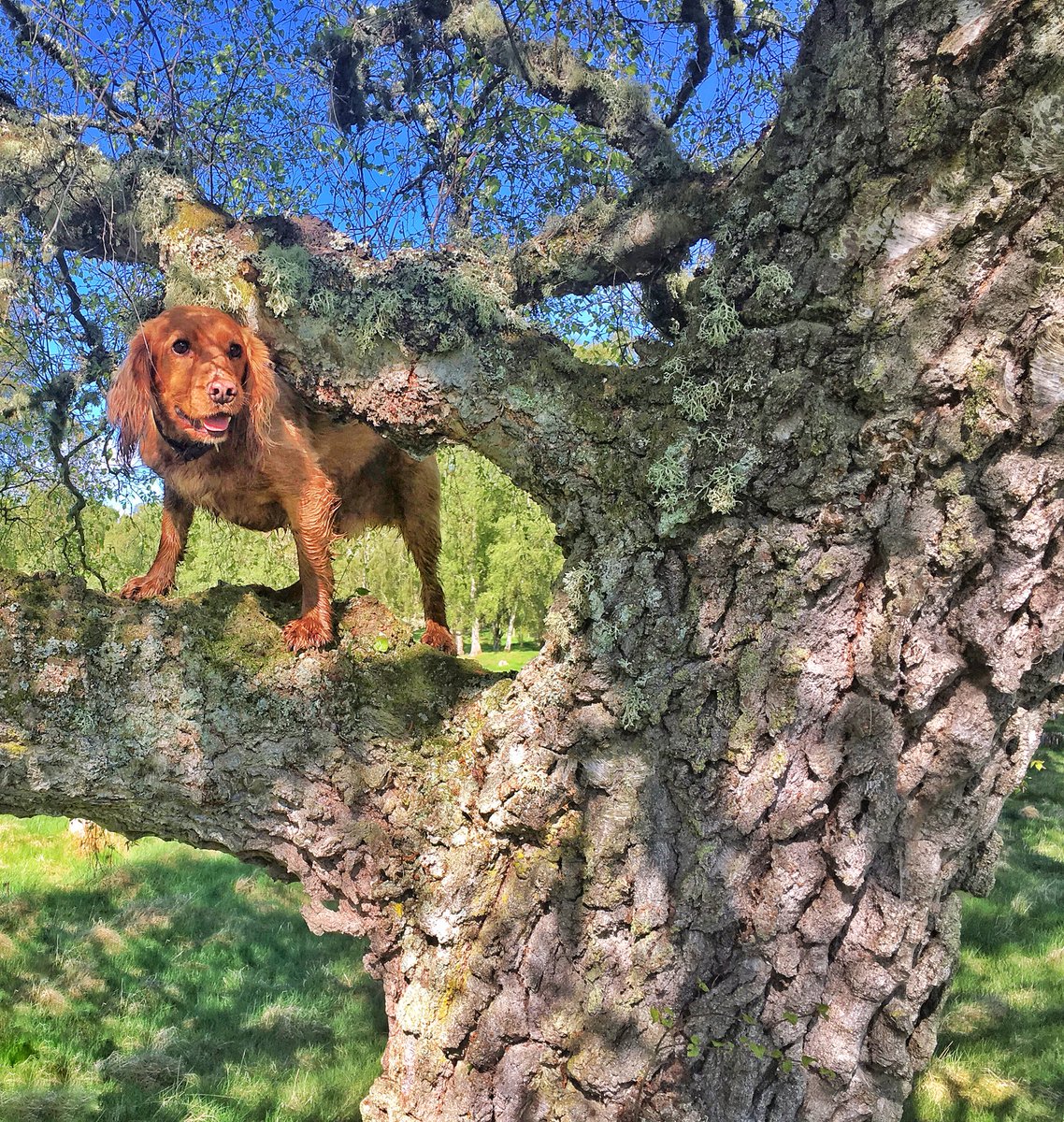 alfiewoofwoof's tweet photo. Nothing to see here...just Reuben @madspannas climbing a tree again 🐿 https://t.co/KLHjqQVCz5