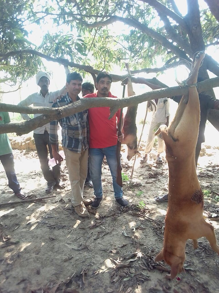 PandeyKamna's tweet photo. #IAmADogAndIAmNotAKiller
#DogsAreProtectors
#JusticeForSitapurDogs
#SaveDogsToSaveChildren
Pl upload pictures of ur dogs with # message. Over100 dogs beaten to death 4 what’s now proven to be wild animal attacks ! Pl help #SaveSitapurDogs @KapilSharmaK9 @anjumahendroo @PetaIndia https://t.co/Fm0KRpWCxF