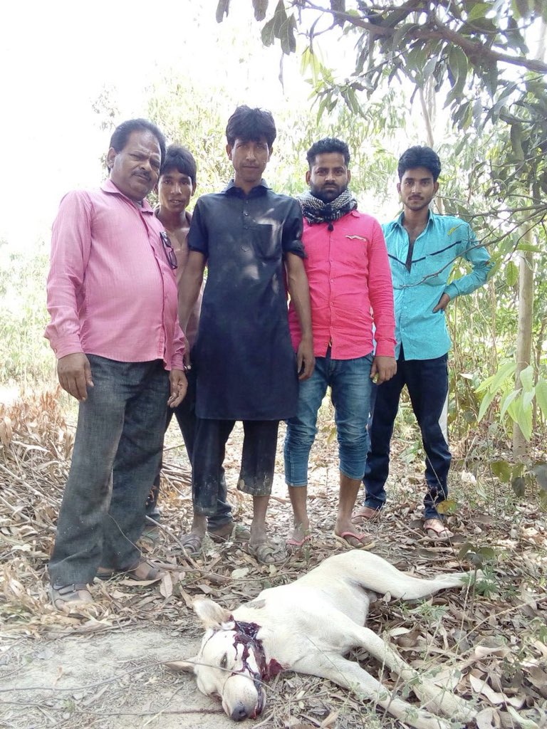 PandeyKamna's tweet photo. #IAmADogAndIAmNotAKiller
#DogsAreProtectors
#JusticeForSitapurDogs
#SaveDogsToSaveChildren
Pl upload pictures of ur dogs with # message. Over100 dogs beaten to death 4 what’s now proven to be wild animal attacks ! Pl help #SaveSitapurDogs @KapilSharmaK9 @anjumahendroo @PetaIndia https://t.co/Fm0KRpWCxF
