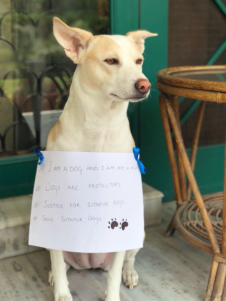 PandeyKamna's tweet photo. #IAmADogAndIAmNotAKiller
#DogsAreProtectors
#JusticeForSitapurDogs
#SaveDogsToSaveChildren
Pl upload pictures of ur dogs with # message. Over100 dogs beaten to death 4 what’s now proven to be wild animal attacks ! Pl help #SaveSitapurDogs @KapilSharmaK9 @anjumahendroo @PetaIndia https://t.co/Fm0KRpWCxF