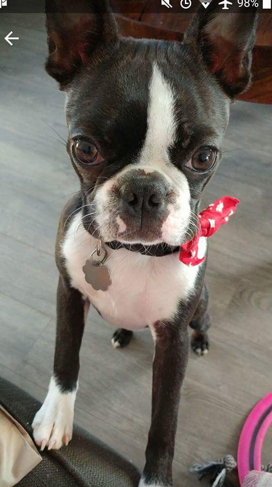 Missing dog- Mary, last seen near pleasantville near Janeway pl. Please keep an eye out. #nltraffic <a href="/RNC_PoliceNL/">Royal Newfoundland Constabulary</a> <a href="/jiffycabs/">Jiffy Cabs</a>