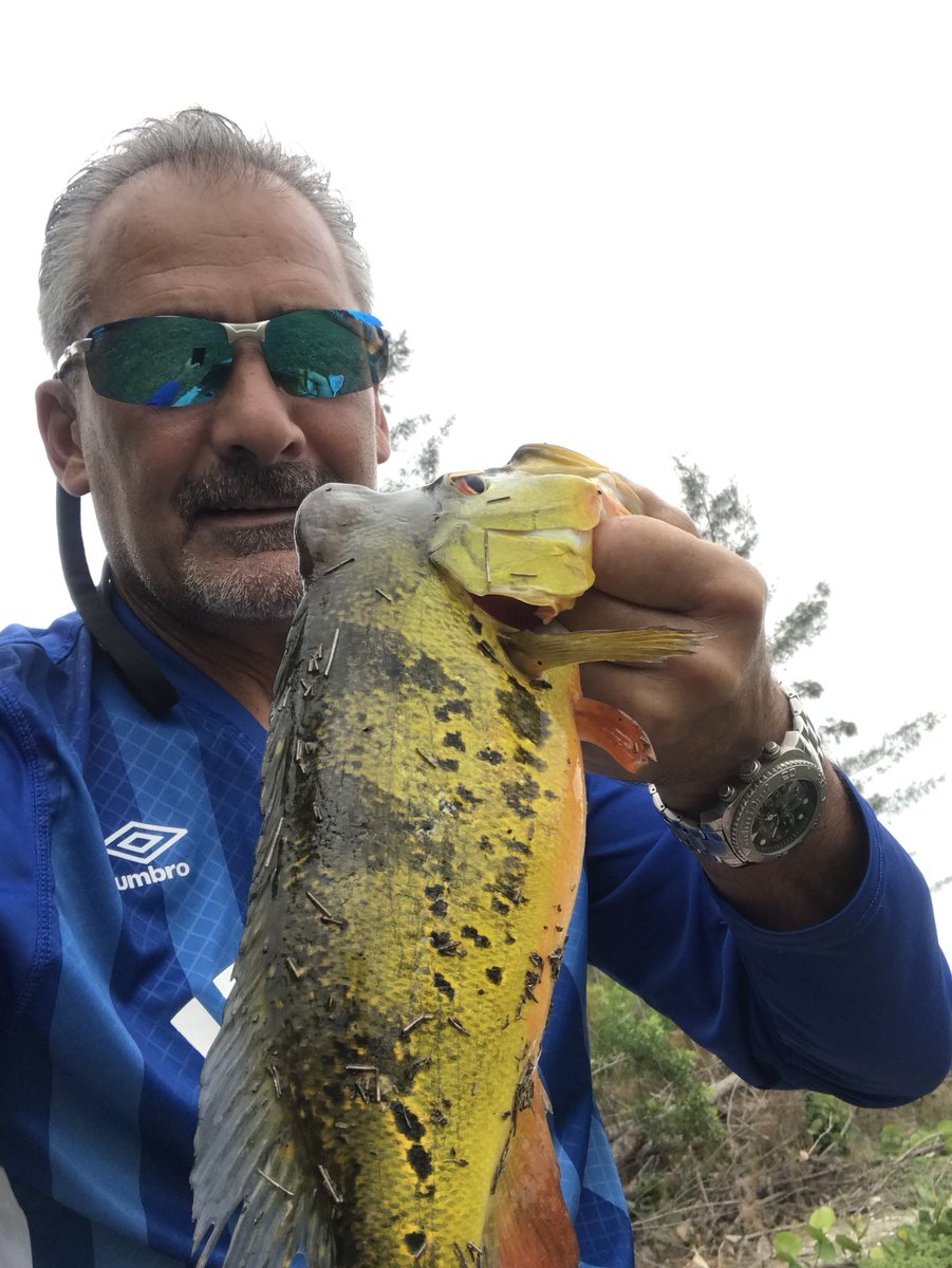 GMR_NYGFAN's tweet image. What??? The 3rd Peacock 2.5 lb of the morning along with 5 1.5 to 2.5 pound   Largemouths caught on #jackslures . Great day. Happy Mother’s Day Mom’s. Tight lines #gmanfishin #jackslures