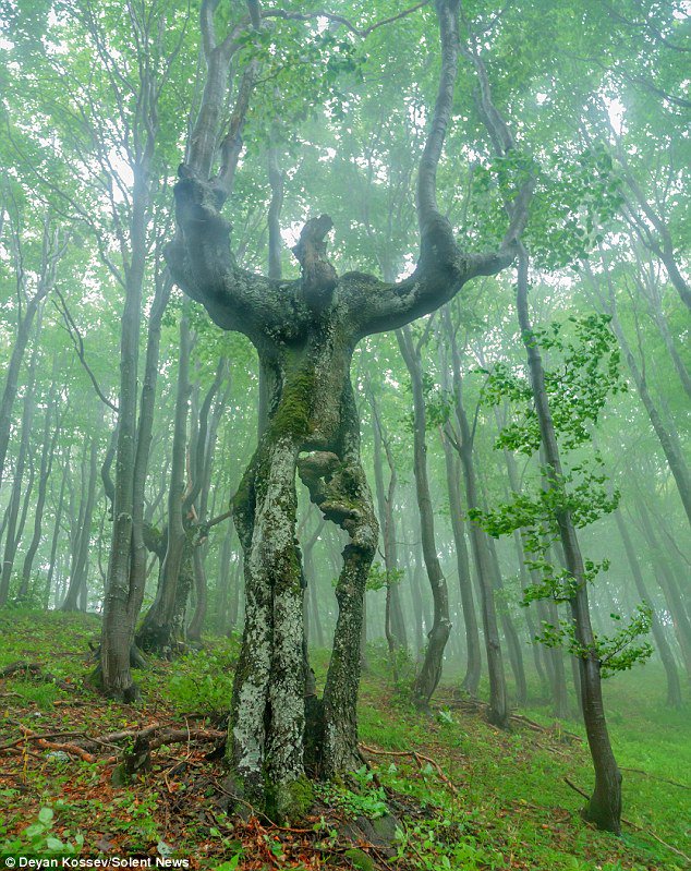 NaturalPicture5 tweet picture