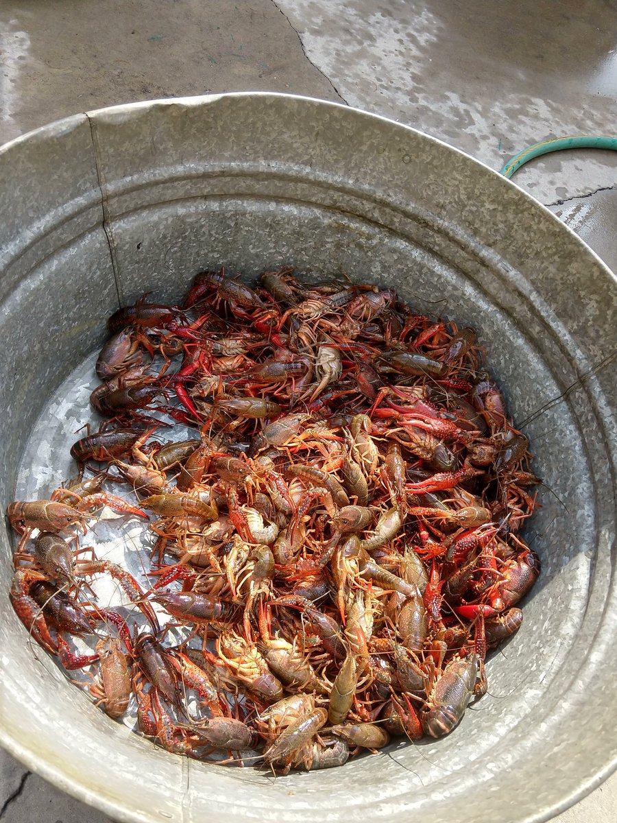 First pot of crawfish are in the boil! Come by between 5-8pm and buy a tray for $10 each. Selling bath bombs for Mom too! #batonrouge #crawfish #saturdaynight