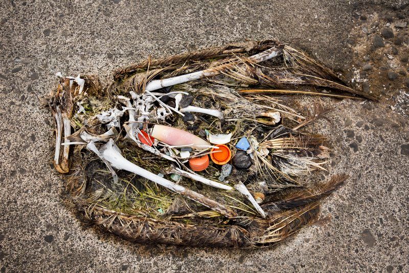 LDIFoundation's tweet photo. .@RichardBloom 5 billion caps are released into the environment every year just in California. Allow bottles and caps to be recycled together to prevent them from polluting beaches! It's time to #ConnectTheCap bc #plasticpollutes @PlasticPollutes RT @VisageMaqu https://t.co/7CK99uBP6r
