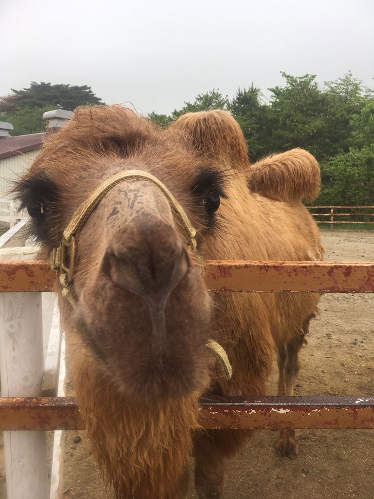 お猿30号 バードショー面白かったけど人多いわ遠いわ飛ぶのめっちゃ速いわで写真うまく撮れなかったわ T Co Wqqhc0glrz Twitter