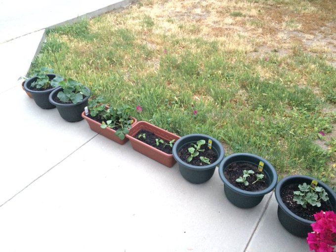 I spent my day growing beautiful things... https://t.co/KyptqNWnJK<a href="/tag/mvsales"class="tags"><span>#mvsales</span></a>