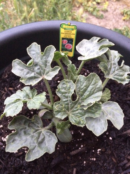 I spent my day growing beautiful things... https://t.co/KyptqNWnJK<a href="/tag/mvsales"class="tags"><span>#mvsales</span></a>