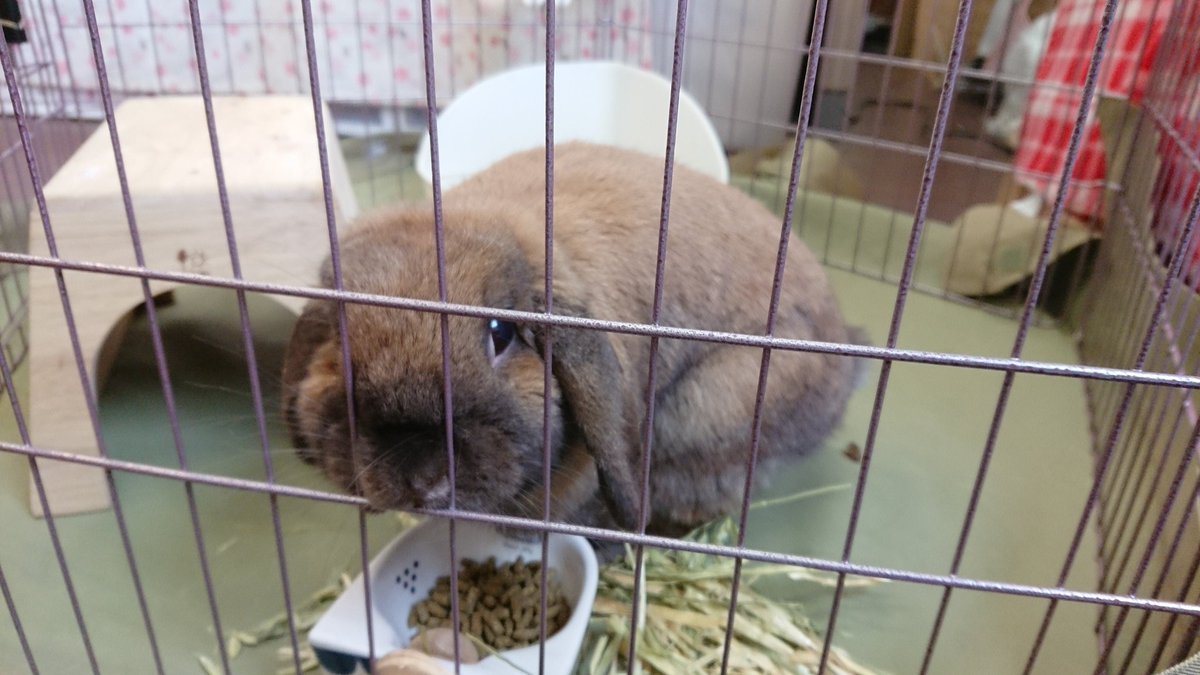 🐰支倉町店🐰

今日のサークル遊び場🎈

ママうさのブランです🎀
ホリホリするのが好きで、食べ物にはちょっとこだわる派です✨笑