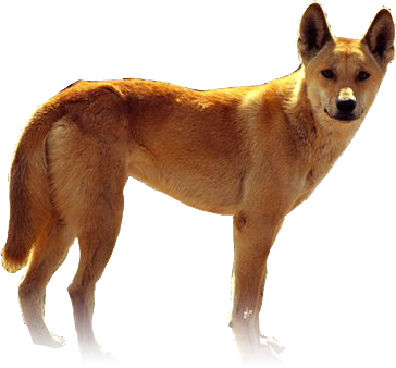 FTiger87's tweet image. Woof