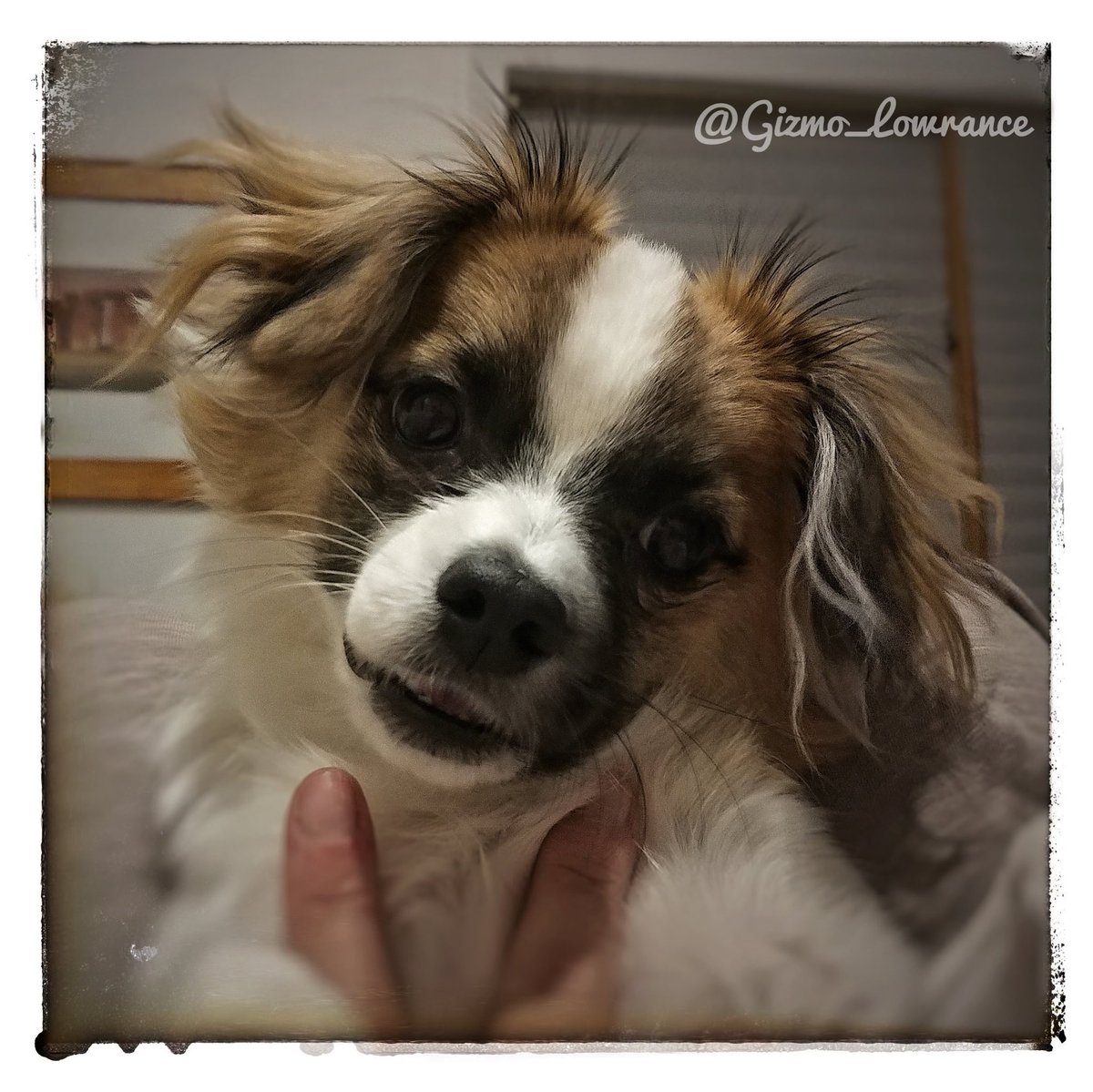 Midian42's tweet image. Sorry for the repeat post on the estimator! I&apos;m trying to learn how to use FB ads, and it&apos;s obviously taking me a few tries... Have a @Gizmo_Lowrance photo to make up for it! #prapsoshihtzu #prapsopuppy #prapso #malshi #tinydog #cutestpuppyever #editorsoftwitter #editor