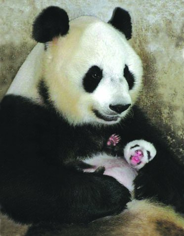上野動物園 公式 そして シャンシャンのおとうさんリーリーと そのおかあさん ゴンジュー 公主 母の日 おかあさん おばあちゃん T Co Lvotthgqvp Twitter