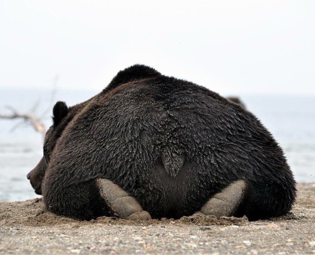 Картинка медвежонок задом