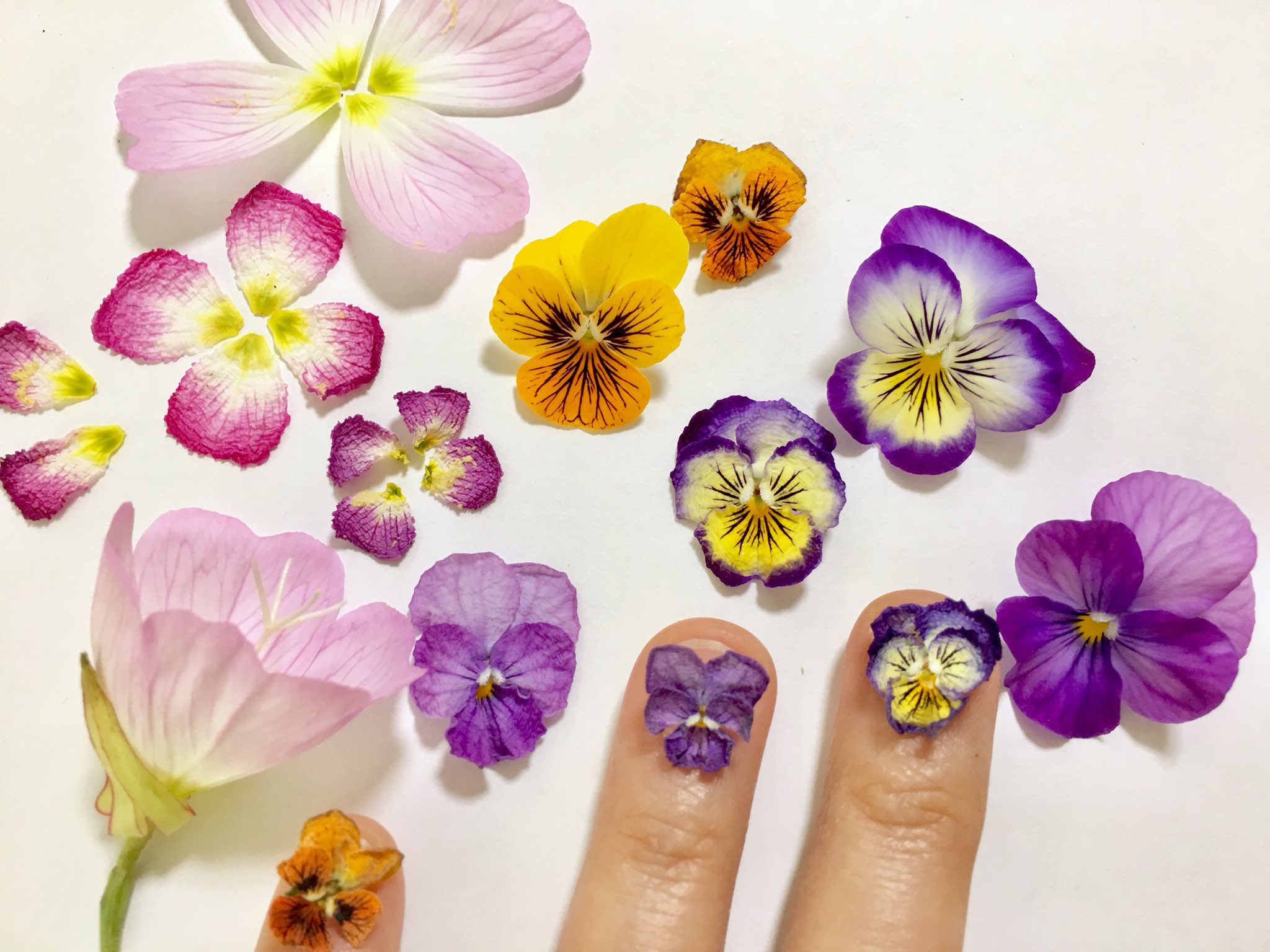 Inori ちなみにビオラも紙の上に置いておくとどんどん縮んでいきます 36時間で爪のサイズになりました 好きな大きさで 押し花にしたりシリカゲルに入れてドライフラワーにしてレジンで固めたりして楽しんでいます 縮緬ドライフラワーと呼んでいます