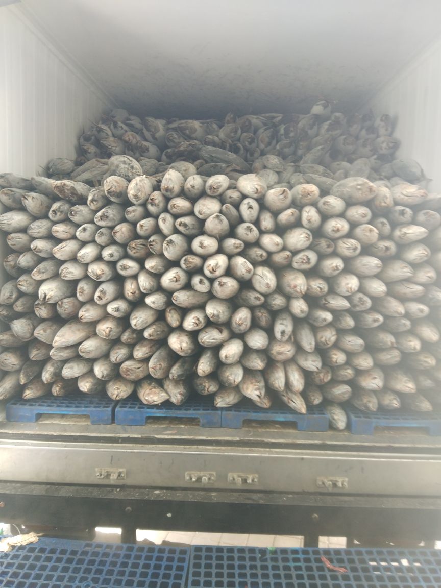 WilkerBenoa's tweet photo. 13/05 #OneHealthKIPM Pengawasan Stuffing Domestik Keluar di Pelabuhan Benoa. PT. Bagan Sukses Mandiri Komoditi : Frozen Cakalang dan Albacore 1 Thermoking 🚛 Tujuan Pasuruan. (21500 kgm) by @bkipmdenpasar @wilkerbenoa @HumasBKIPM @rinajanwar2201 https://t.co/kgNZq0hTHL