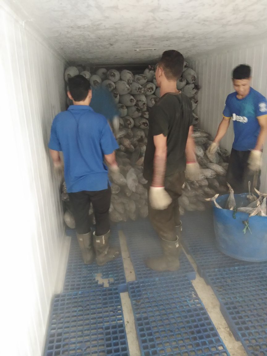 WilkerBenoa's tweet photo. 13/05 #OneHealthKIPM Pengawasan Stuffing Domestik Keluar di Pelabuhan Benoa. PT. Bagan Sukses Mandiri Komoditi : Frozen Cakalang dan Albacore 1 Thermoking 🚛 Tujuan Pasuruan. (21500 kgm) by @bkipmdenpasar @wilkerbenoa @HumasBKIPM @rinajanwar2201 https://t.co/kgNZq0hTHL