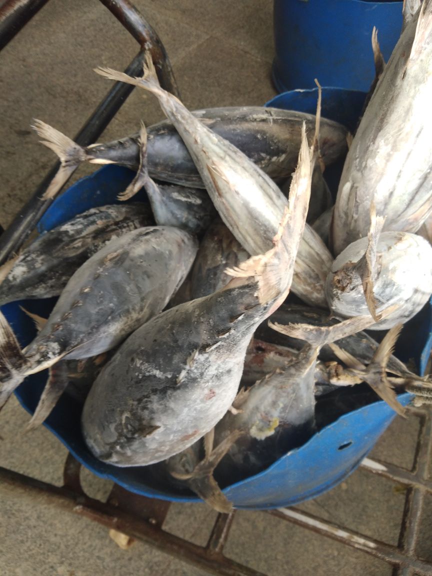 WilkerBenoa's tweet photo. 13/05 #OneHealthKIPM Pengawasan Stuffing Domestik Keluar di Pelabuhan Benoa. PT. Bagan Sukses Mandiri Komoditi : Frozen Cakalang dan Albacore 1 Thermoking 🚛 Tujuan Pasuruan. (21500 kgm) by @bkipmdenpasar @wilkerbenoa @HumasBKIPM @rinajanwar2201 https://t.co/kgNZq0hTHL