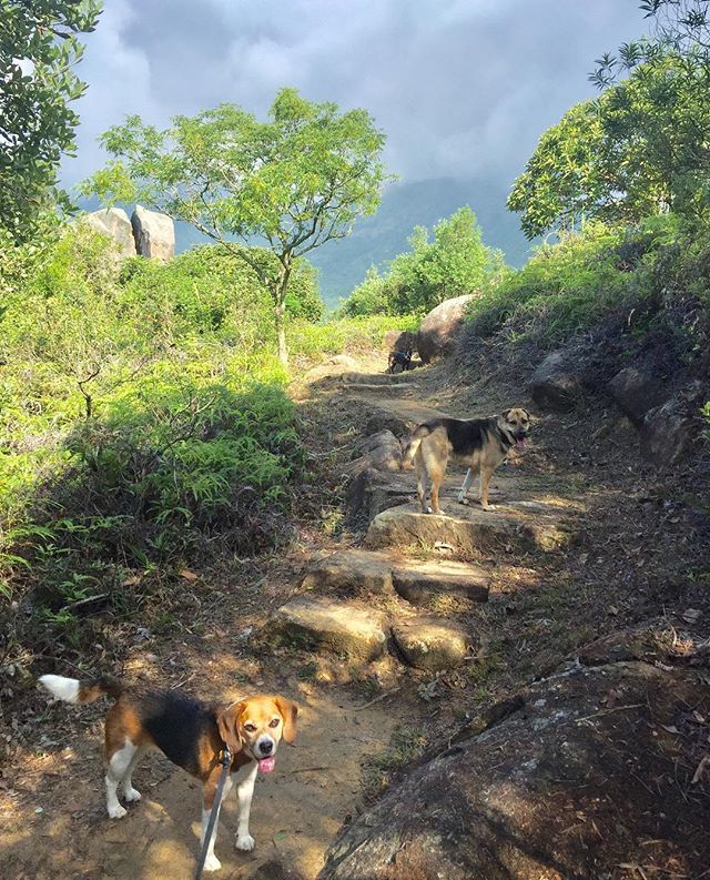 dogjournals's tweet photo. Beautiful morning! 🌤 It’s getting hot already so we did half a hike. #Ruby_sht #Flanders_sht and look closely #Billie_sht #beagle #mongrel #bostonterrier #sundaymorning #lantau #lantauisland #lantauhike #hongkonghiking #rubythebeagle #adoptdontshop #hongkongspringBeautiful m… https://t.co/cO2kdHOgnh
