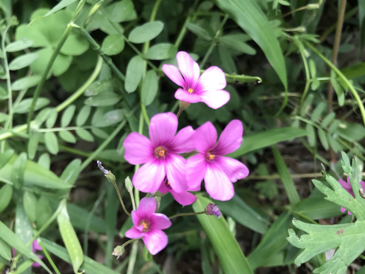 最高かつ最も包括的なムシ トリ ナデシコ 花 言葉 すべての美しい花の画像