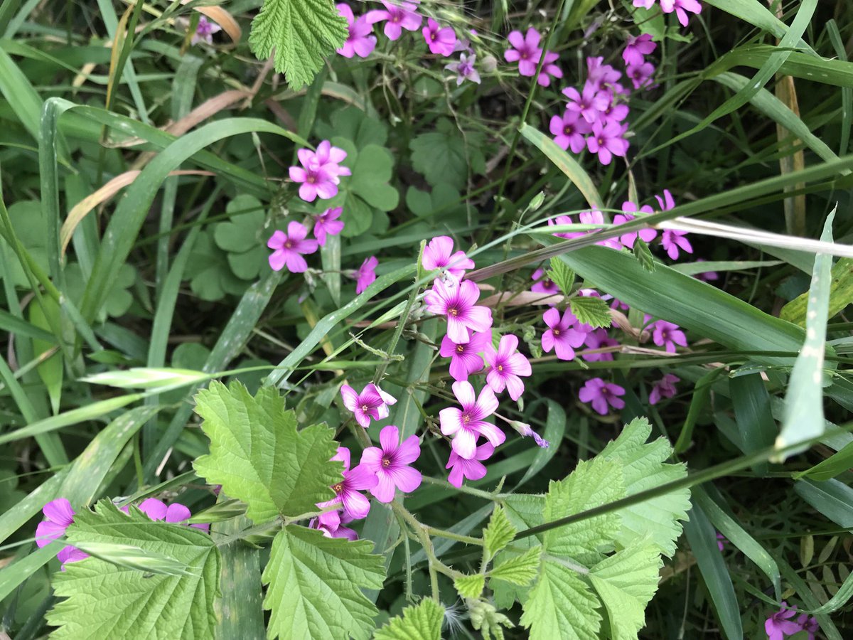 最高かつ最も包括的なムシ トリ ナデシコ 花 言葉 すべての美しい花の画像