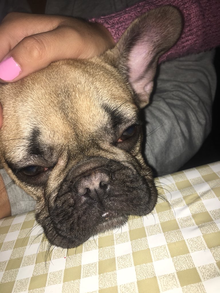 Sant_M30's tweet photo. Aunque tu pasó por este mundo fue corto,el amor y los recuerdos que dejaste van a durar toda mi vida y van a estar siempre en mi corazón, gracias por estos meses de felicidad te amo para siempre sasha ❤️ https://t.co/oWHmdt9BLn