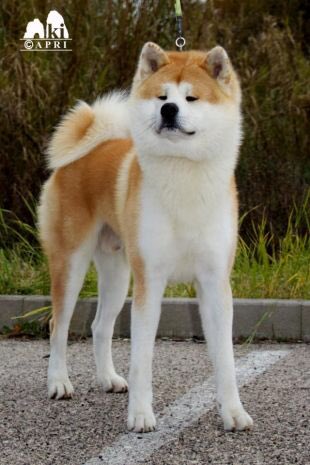 японская акита. хатико самый верный друг фильм. паркер уилсон хатико. ричард гир хатико самый верный друг. порода хатико акита-ину.