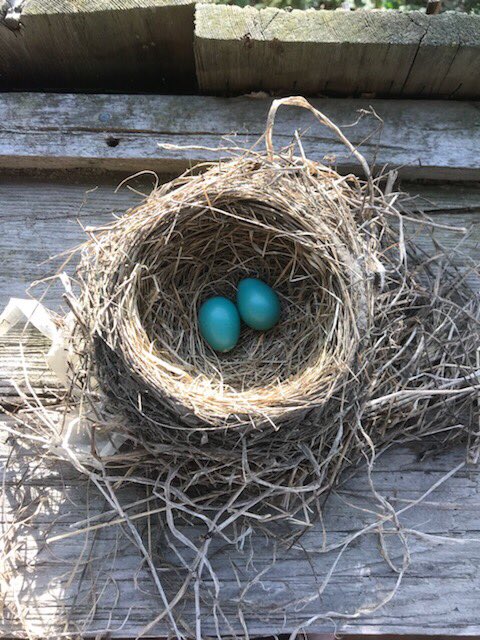 EnrichLifeDaily's tweet photo. #springrobins #naturescreation https://t.co/4gMF86mCsY
