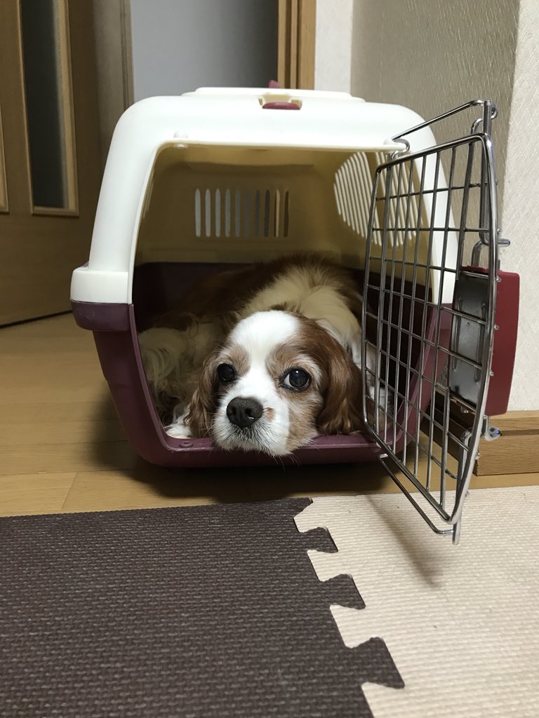 ろんちっち tweet media